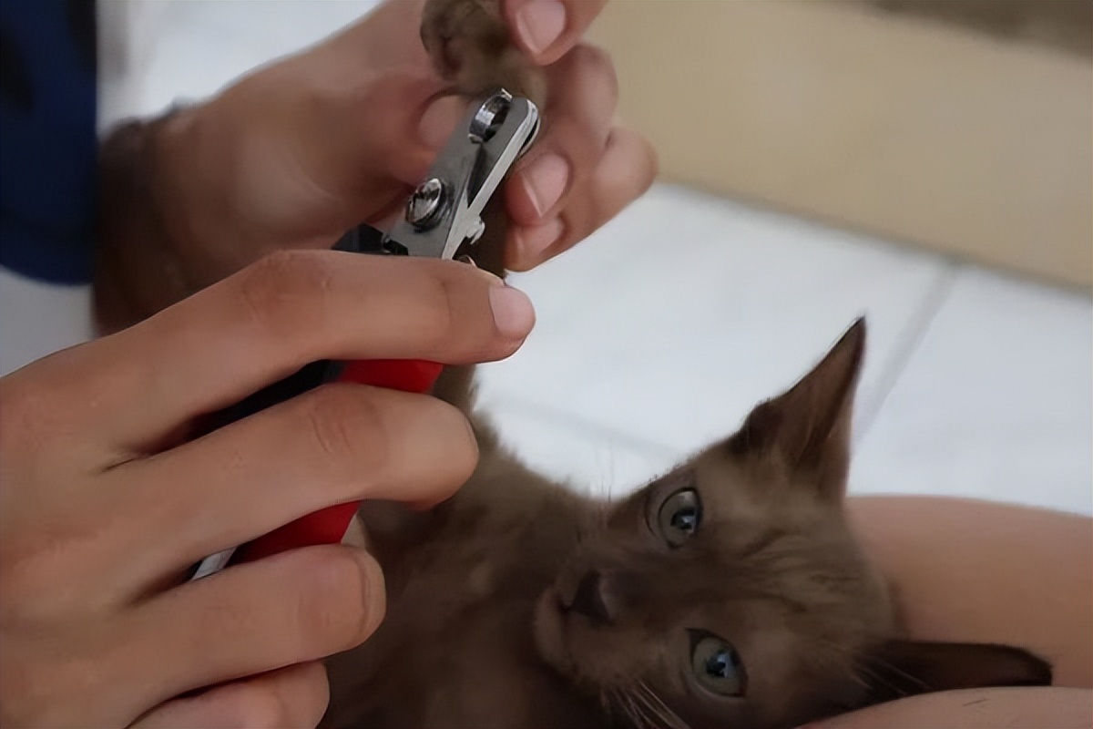 为什么给猫咪剪指甲会咬人,给猫咪剪指甲时凶人