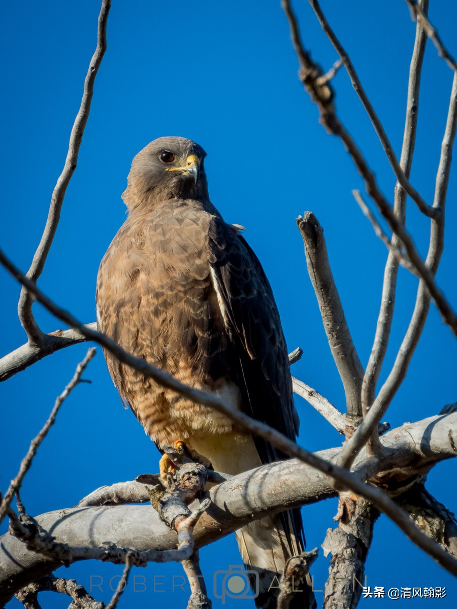 尼康p950拍产品怎么样,拍鸟一定要买大炮筒吗