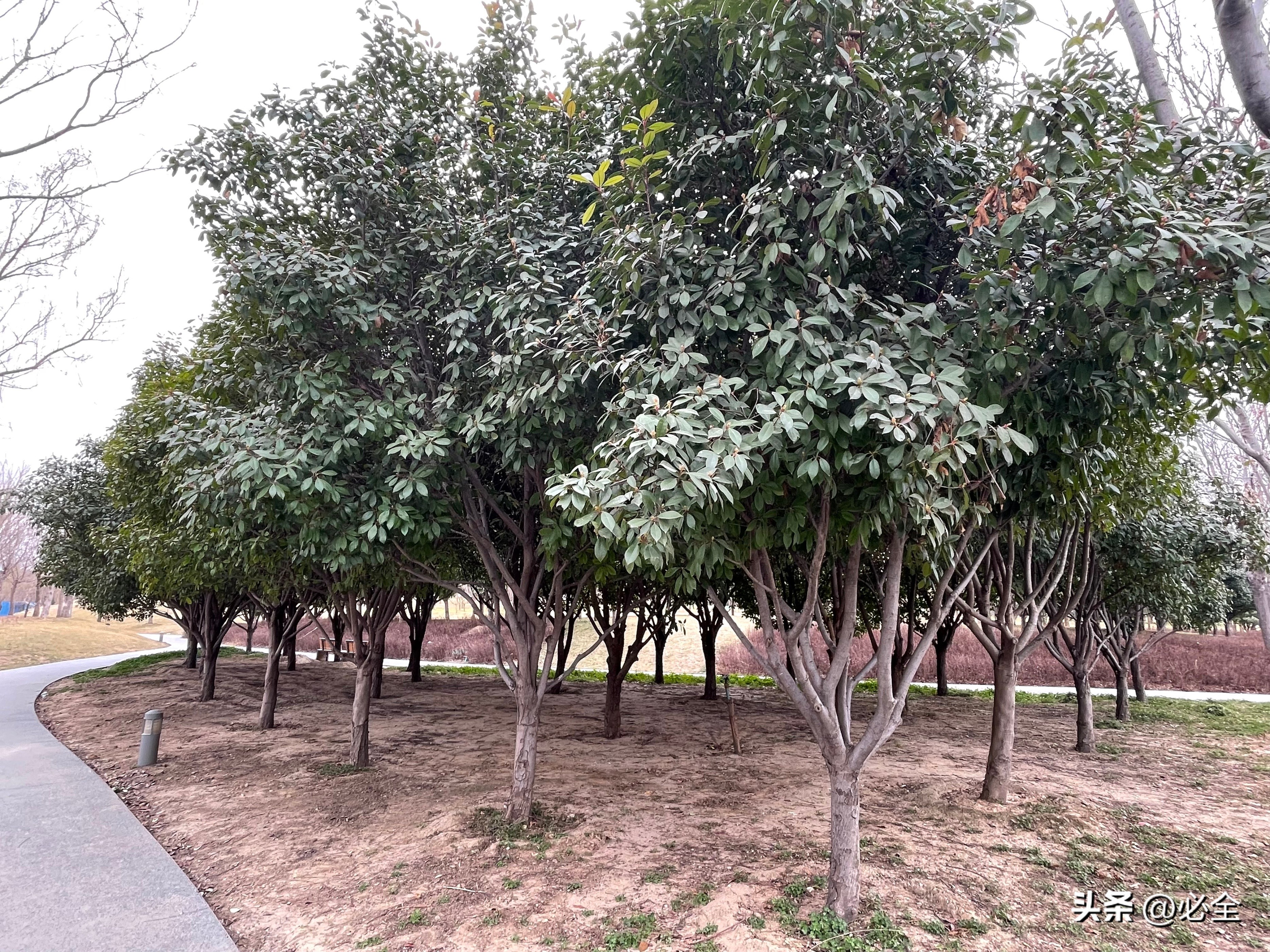 苗木不生根怎么办,春天苗木不发芽是怎么回事