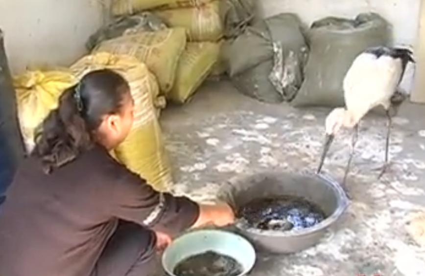 男子捡到怪鸟是国家二级保护动物,东北大哥捡到白色怪鸟