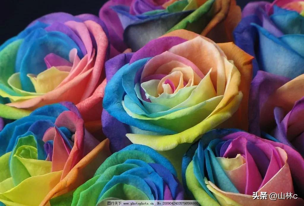 鲜花五彩缤纷争奇斗艳,最美鲜花一年四季都在争艳怒放