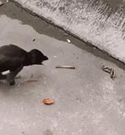 做服务员没口才,做服务员没有工作怎么办