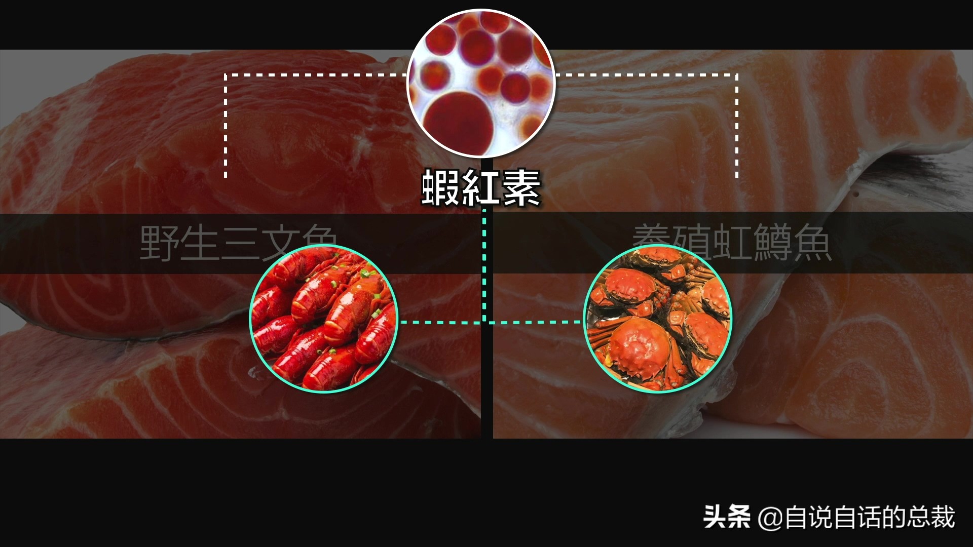 国内的假三文鱼是什么鱼,哪种才是真正的三文鱼