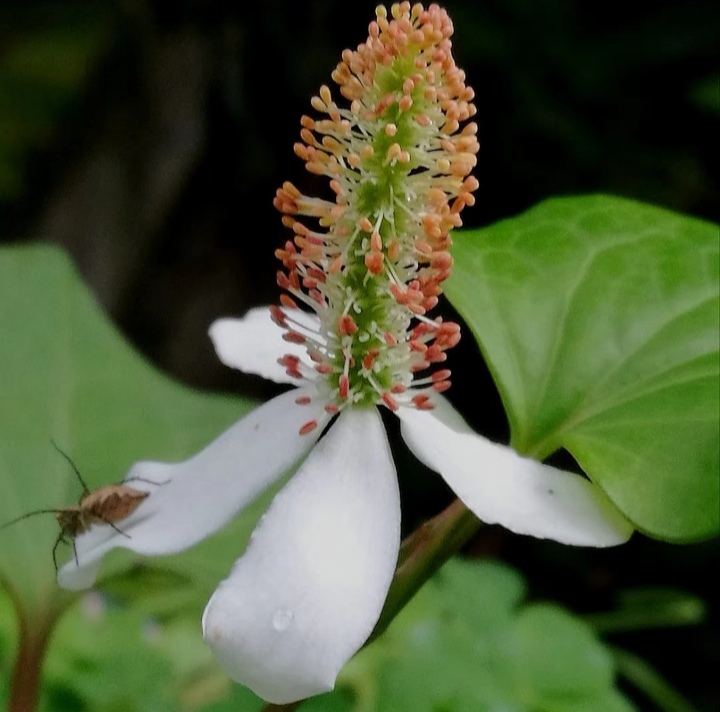 清明期间开的野花有哪些,清明节野花