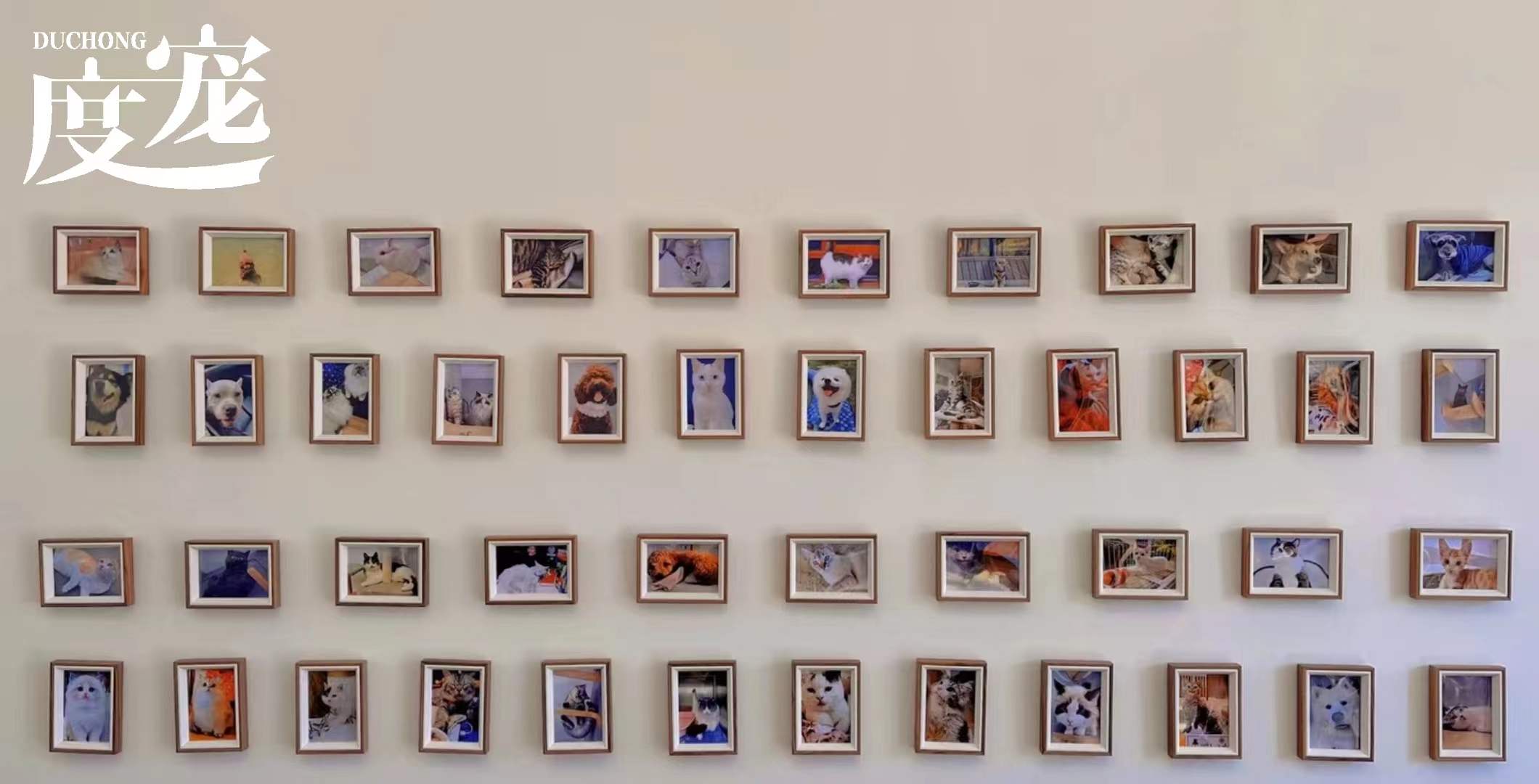 宠物去世很难过,宠物离世我们应该如何面对