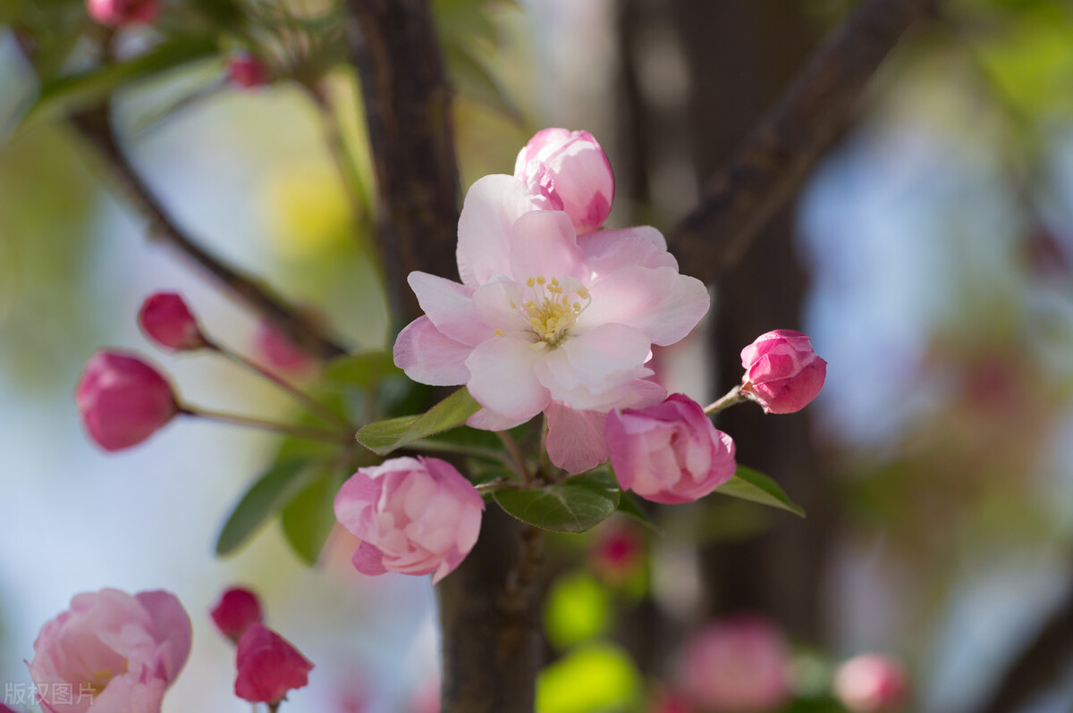 散文芳菲四月,四月芳菲尽的唯美散文诗