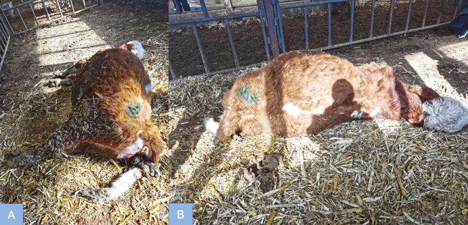 牛的剖腹手术课件ppt,牛的剖宫产手术