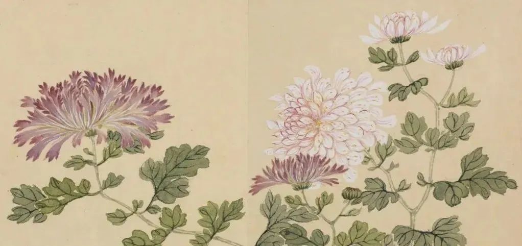 【云上文博】不是花中偏爱菊，此花开尽更无花