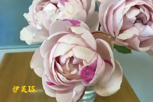 常见切花月季一览（40）（接上期）