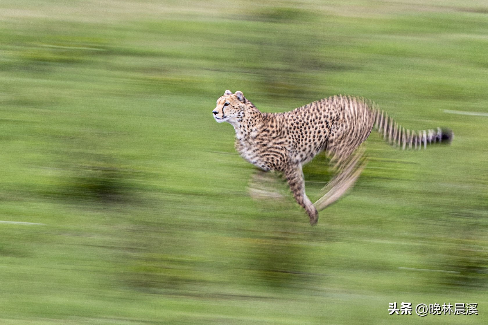 绿色季节：非洲野生动物的光荣照片