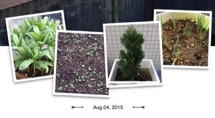 阳台种菜神器,阳台种菜怎么除虫