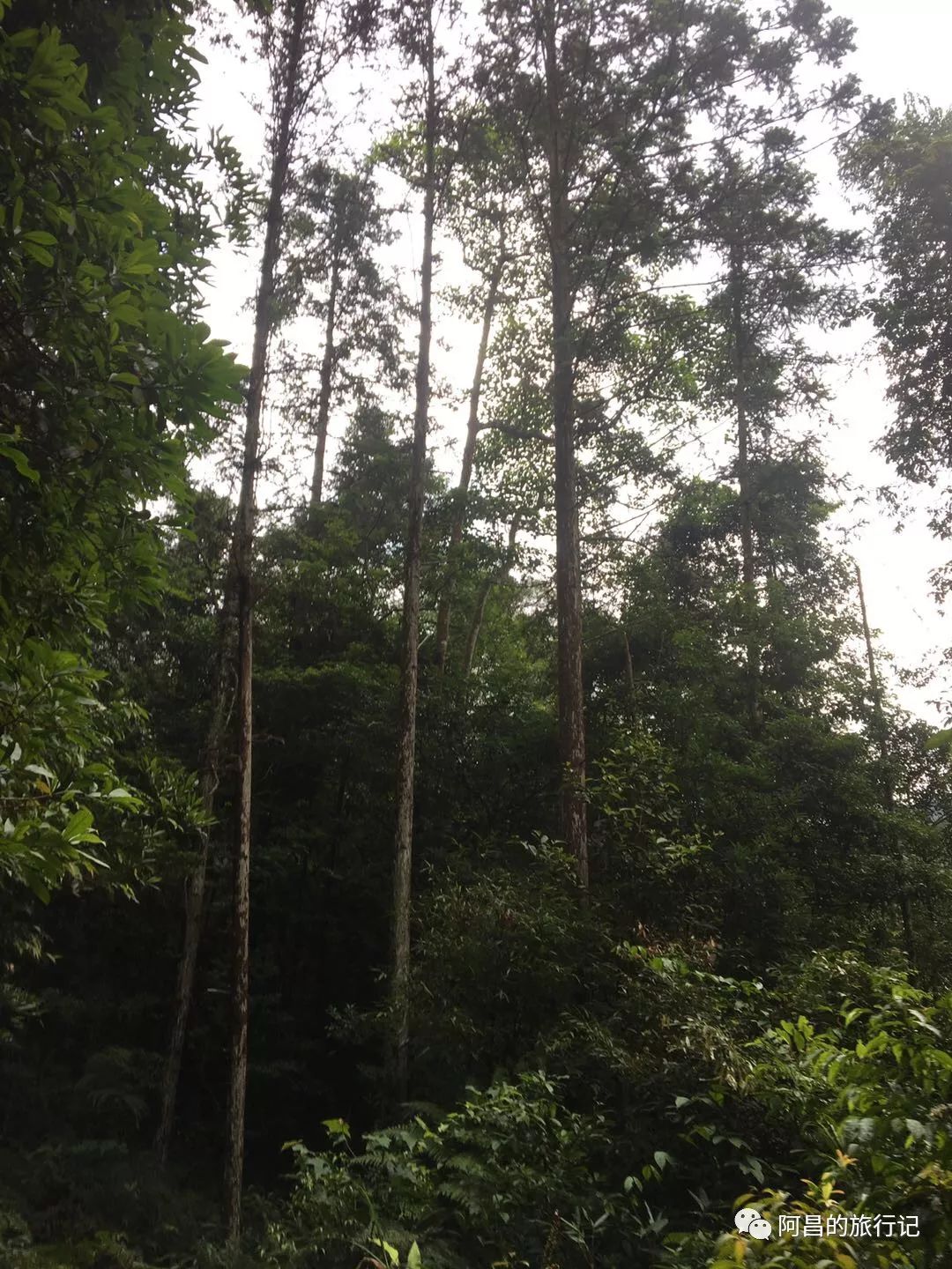 广西十万大山国家森林公园,广西十万大山国家森林公园图片