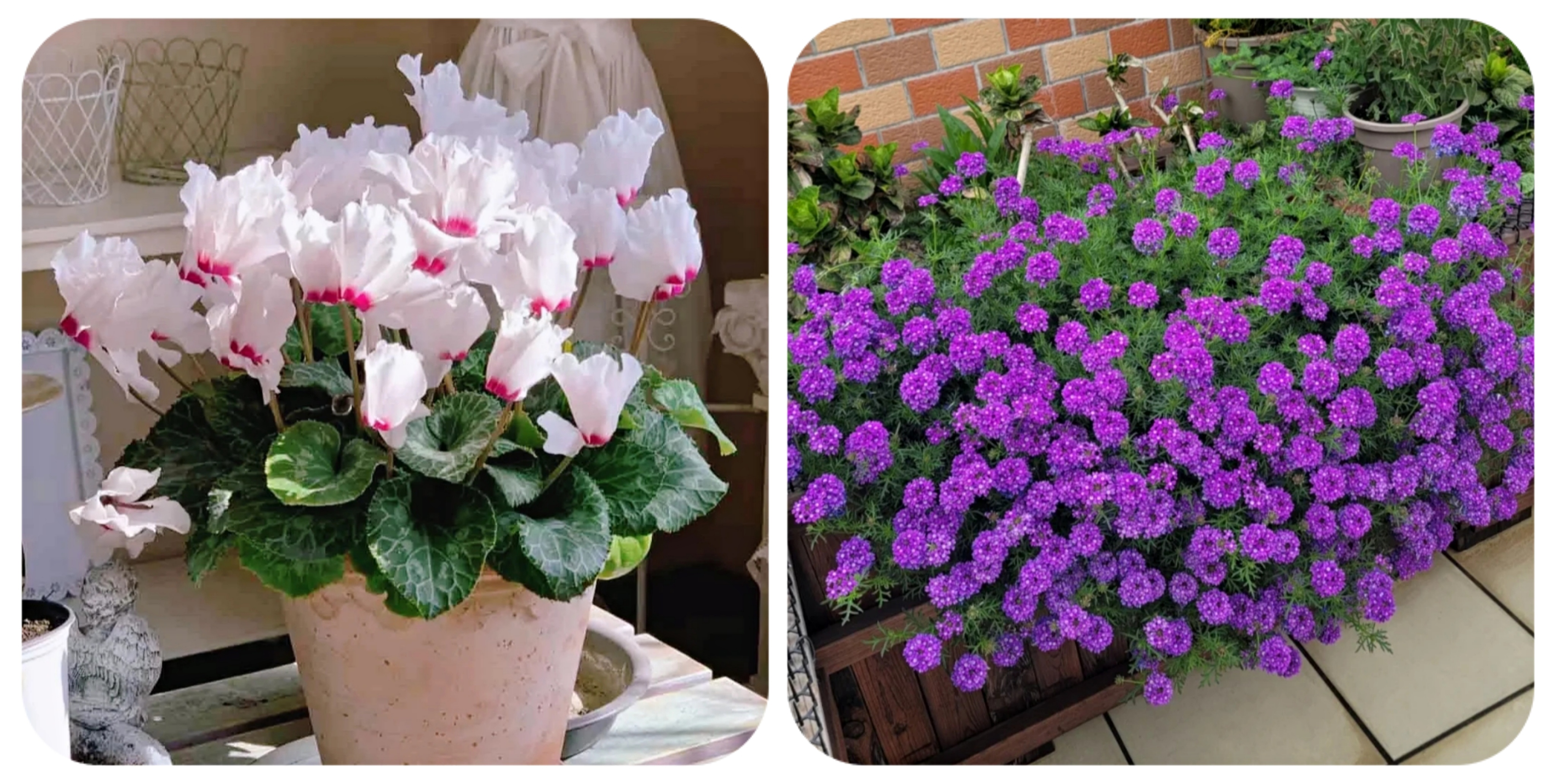 阳台上可以种什么蔬果,阳台上适合种的蔬果