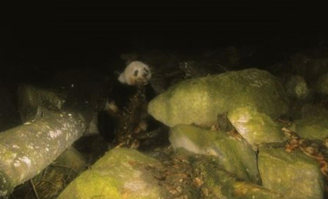 狮子老虎大熊猫,老虎为什么不吃大熊猫呢