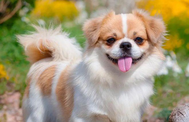 《失犬*藏西**老兵与神秘圣僧的相遇》