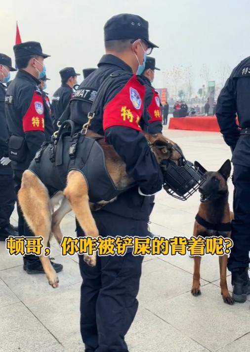 警犬巴顿有多凶猛,帅网红警犬巴顿训练视频
