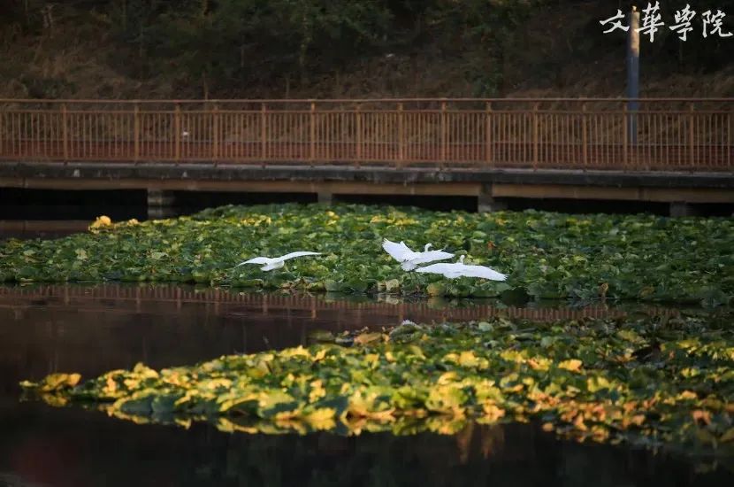 9大理由揭秘：在这个学校为何既能快乐学习，个性又能自由发展？