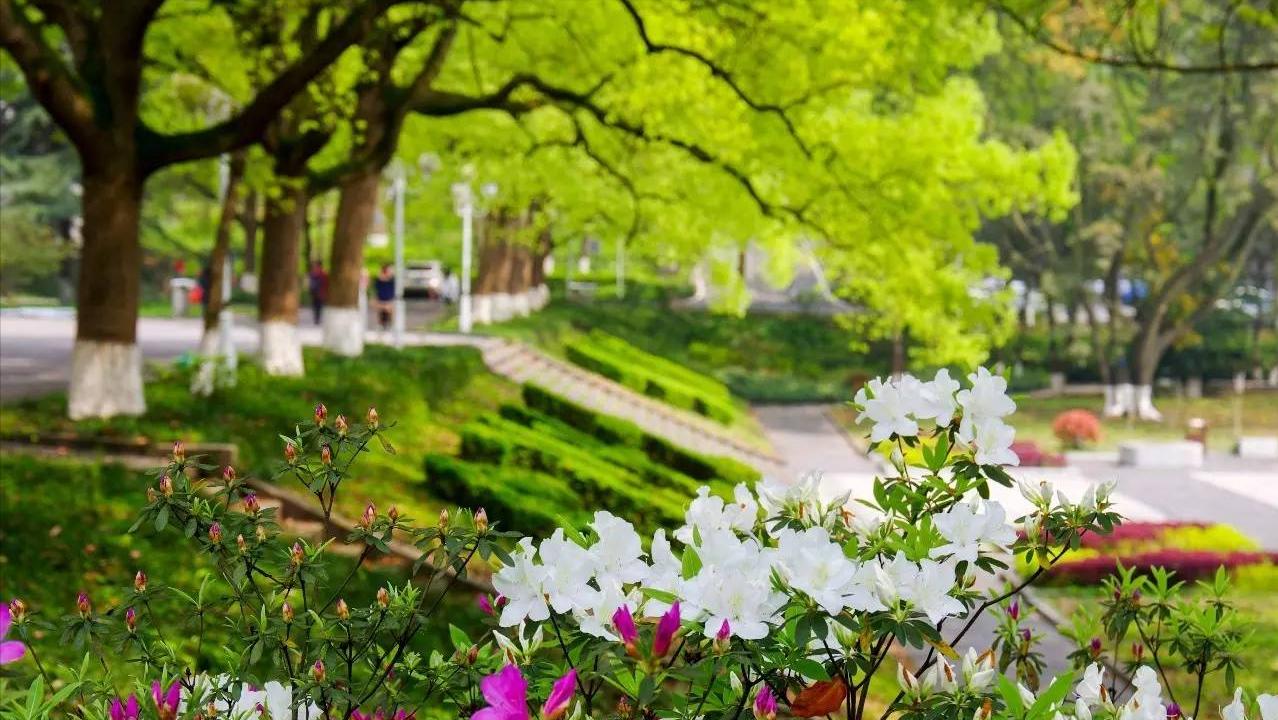 西南大学出来当老师容易吗,西南大学当老师怎么样