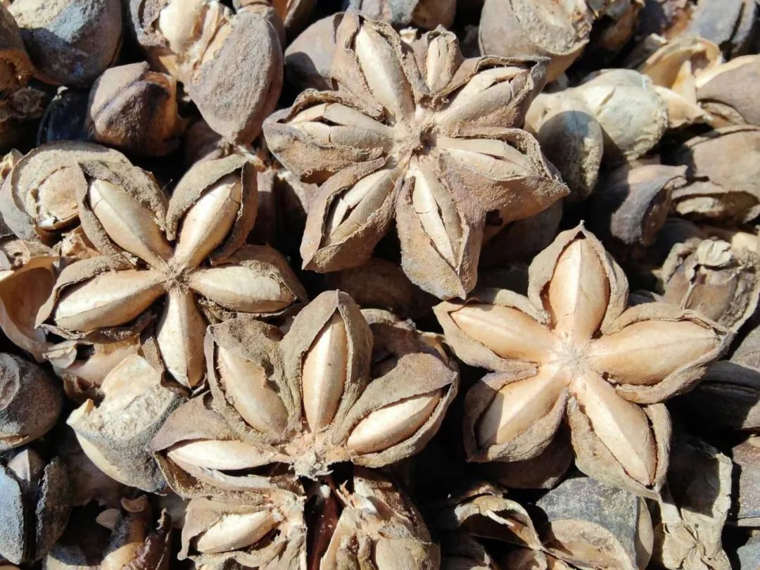 乡村振兴之美丽乡村建设,乡村振兴成就美丽小村