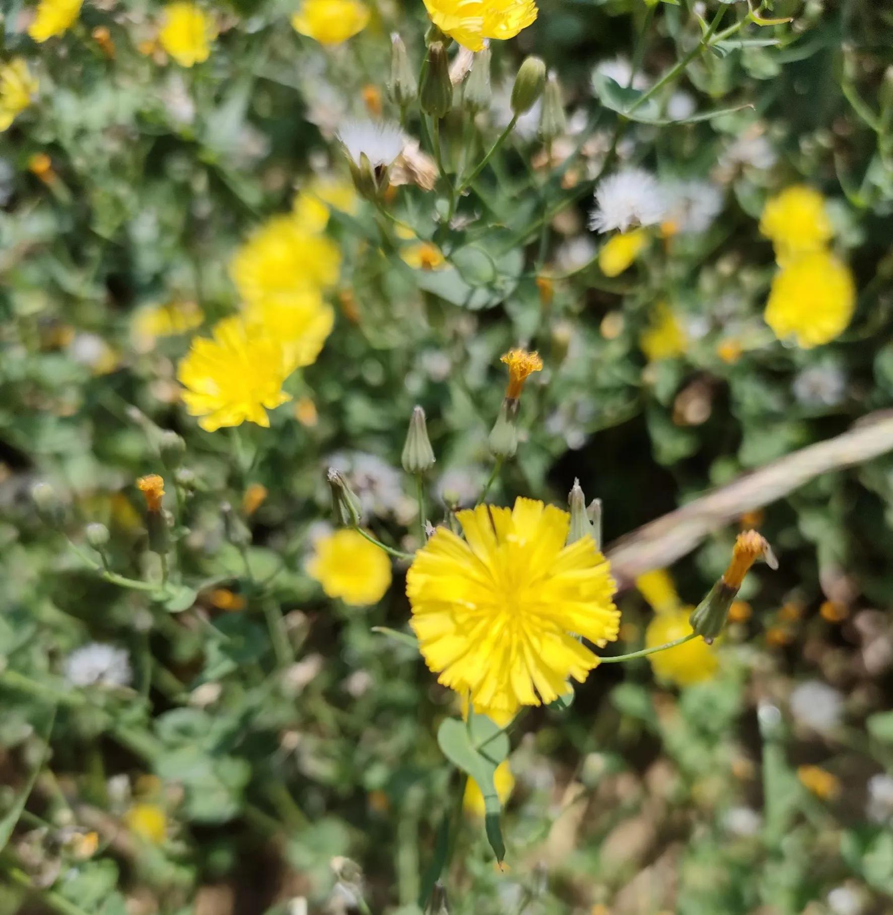 吃了头孢不小心吃了面包,吃了头孢吃面包会怎么样