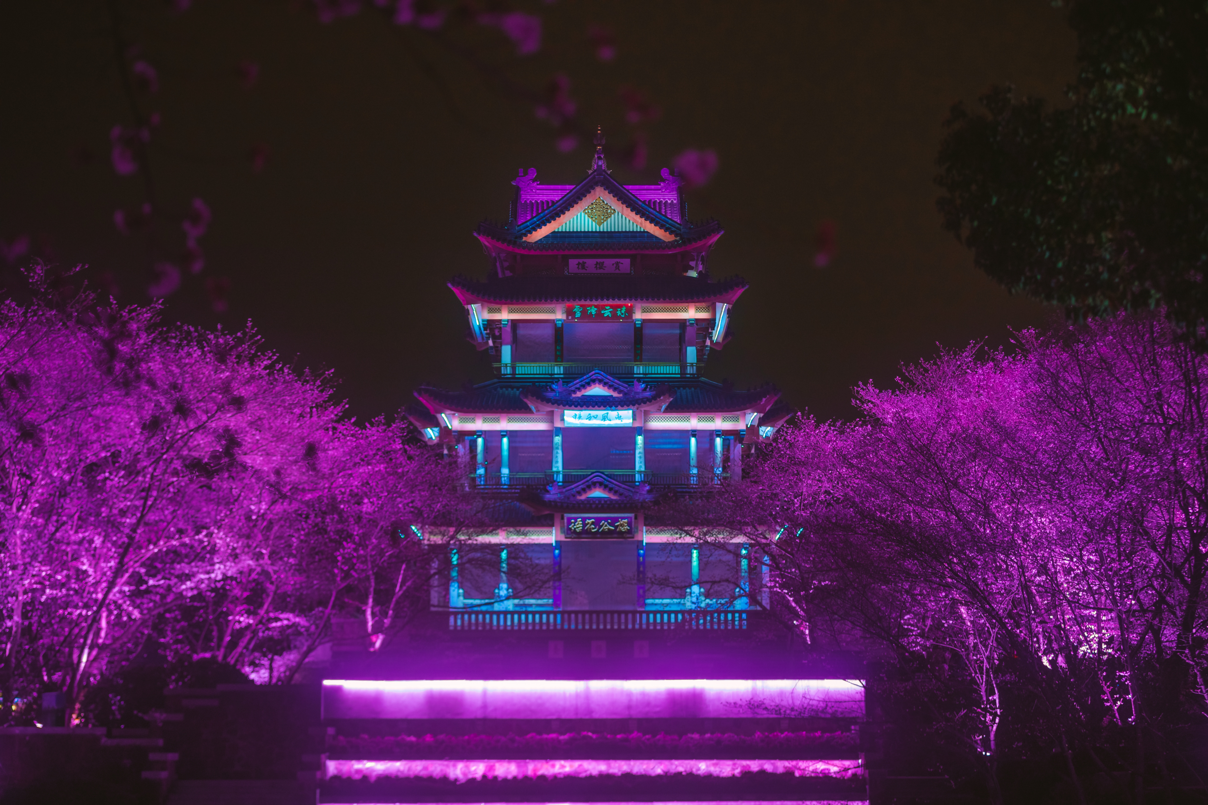 鼋头渚樱花盛宴比日本更令人沉醉,太湖鼋头渚樱花美如画