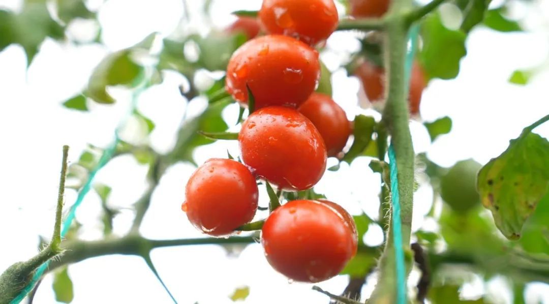 云天化“乡村振兴大地故事”——76万元的“特”果