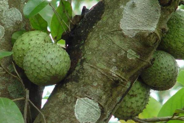 100多种罕见水果欣赏,100种罕见水果名字