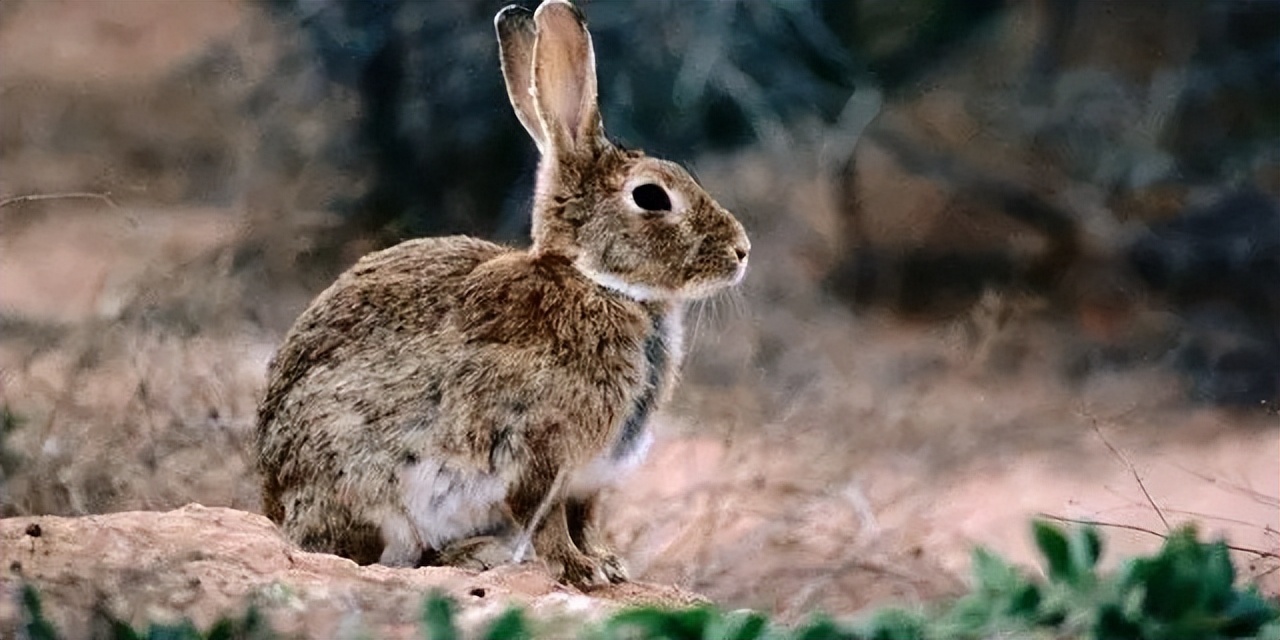 澳大利亚野兔泛滥成灾的原因,澳大利亚的野兔成灾结局