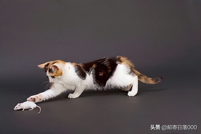 旺财的猫有哪些特征,十大旺财猫排名