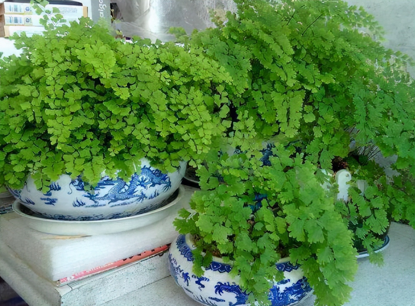 卫生间有异味养什么花最合适,卫生间有味怎么除臭