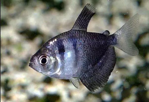 2020年禁养水产类名单,国家禁止放生的鱼类有哪些