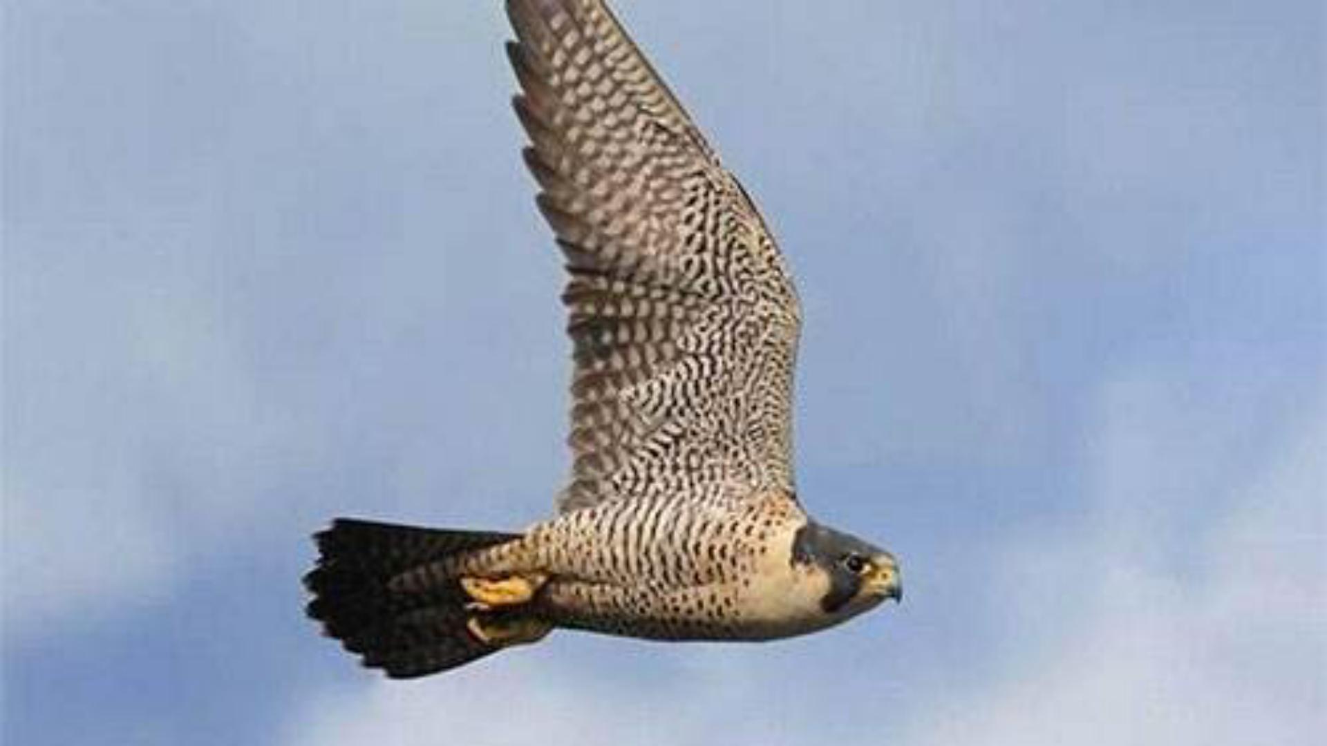 凶猛的空中猎手—游隼，鸟中的战斗机是怎样炼成的？