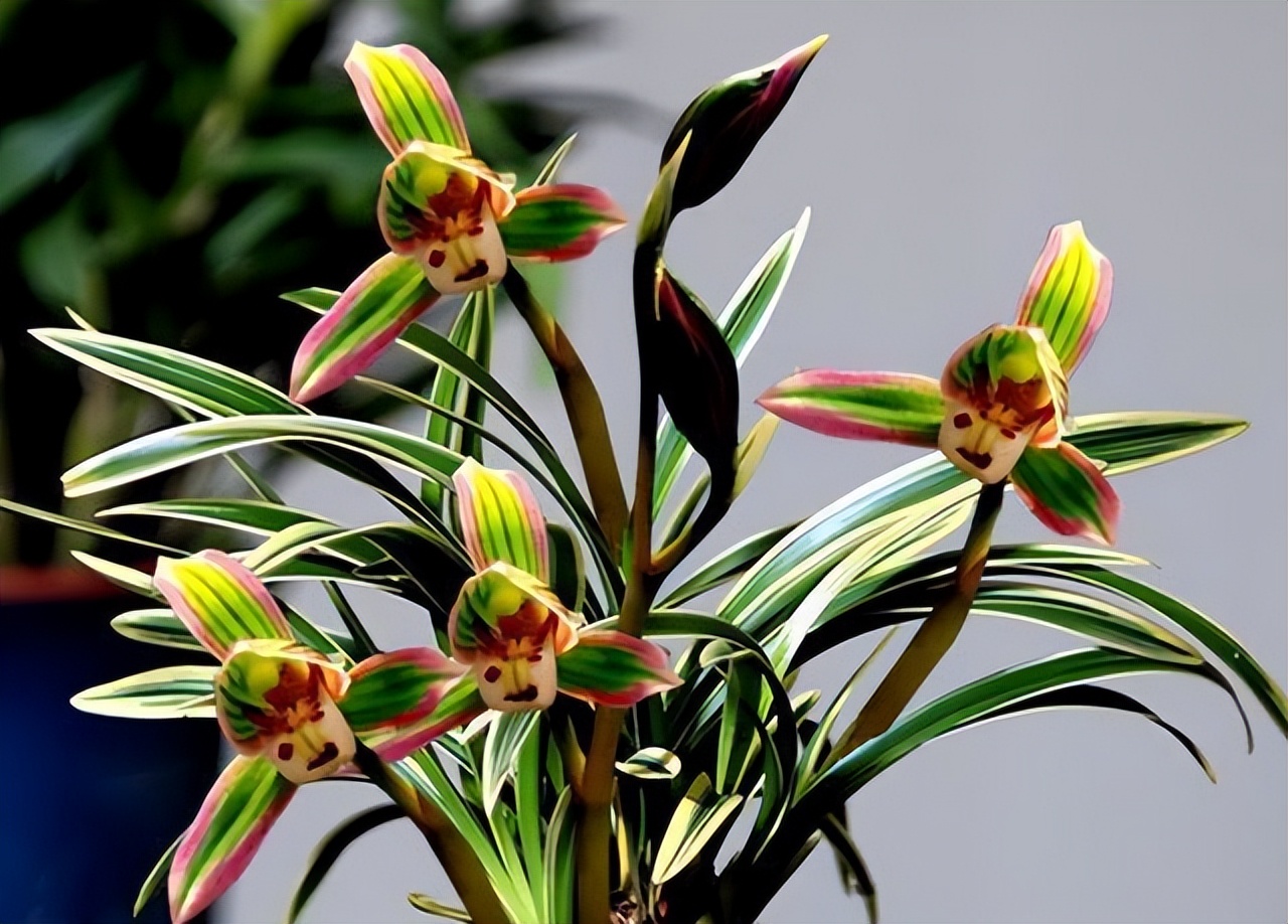 帝王妃金边矮种兰花直播,金边建兰帝王妃叶子多长