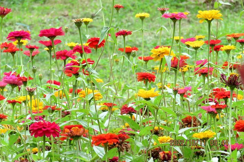 花溪小公园,美丽的花溪公园