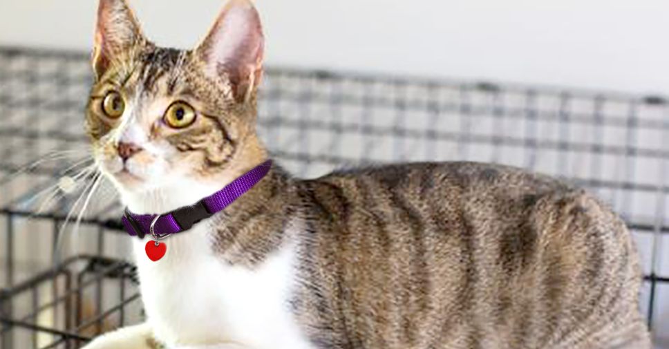 过敏体质的猫吃什么猫粮,低敏的猫有哪些品种