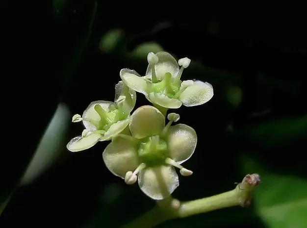 春天十种最美的花名字,花名带冬的有什么花