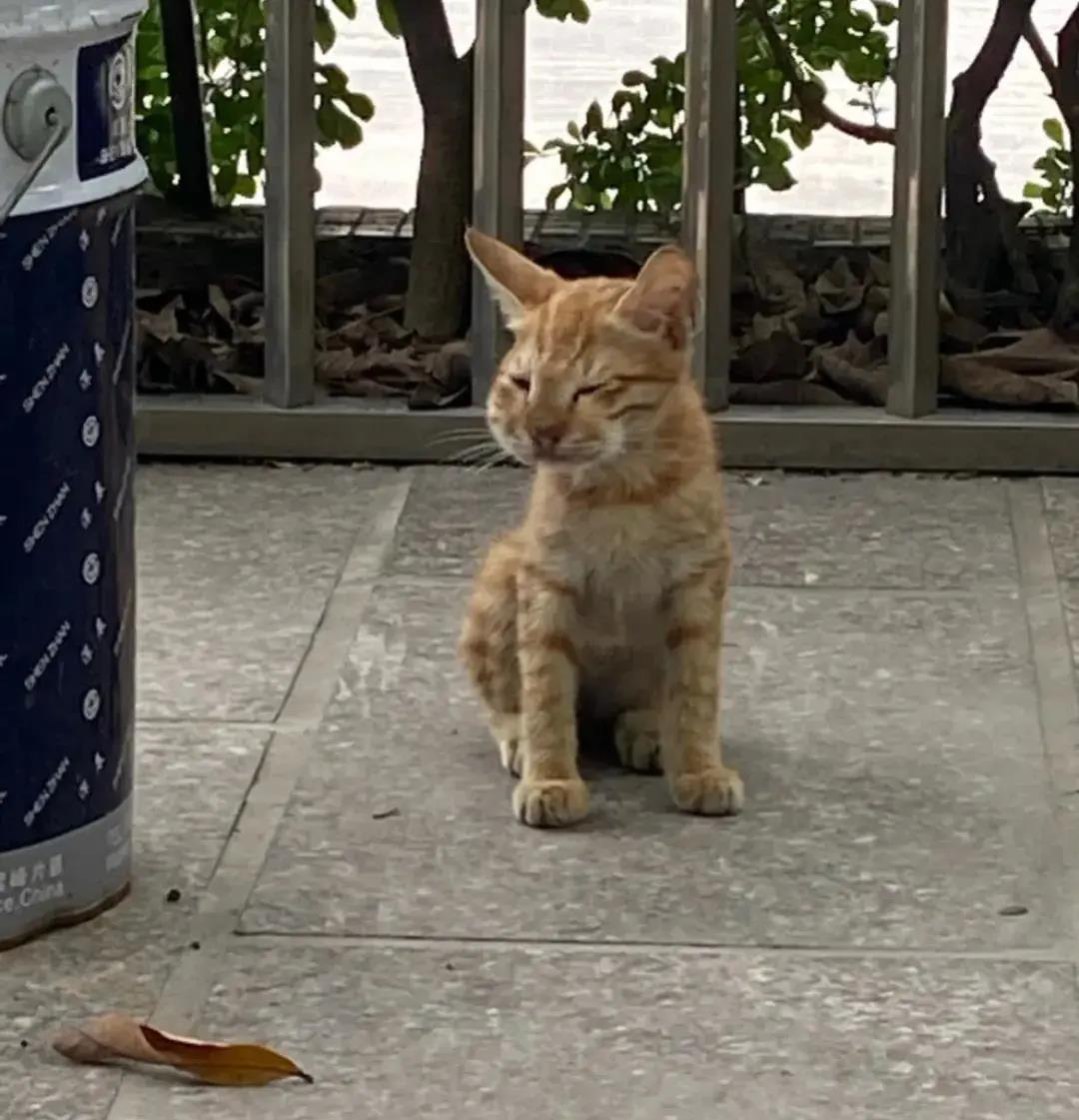 当猫猫被蜜蜂蛰了一下后,当蜜蜂蛰到狗头