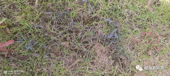 草坪锈病的病害预测及防治策略,草坪病害识别与防治