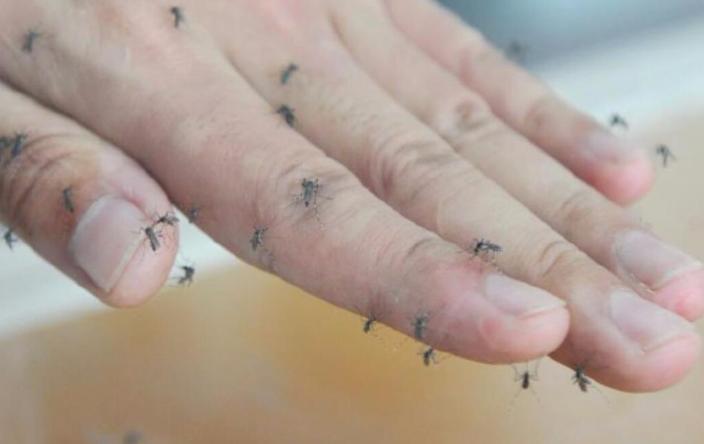 家里蚊子很多怎么消灭蚊子,家里蚊子多用什么方法灭好