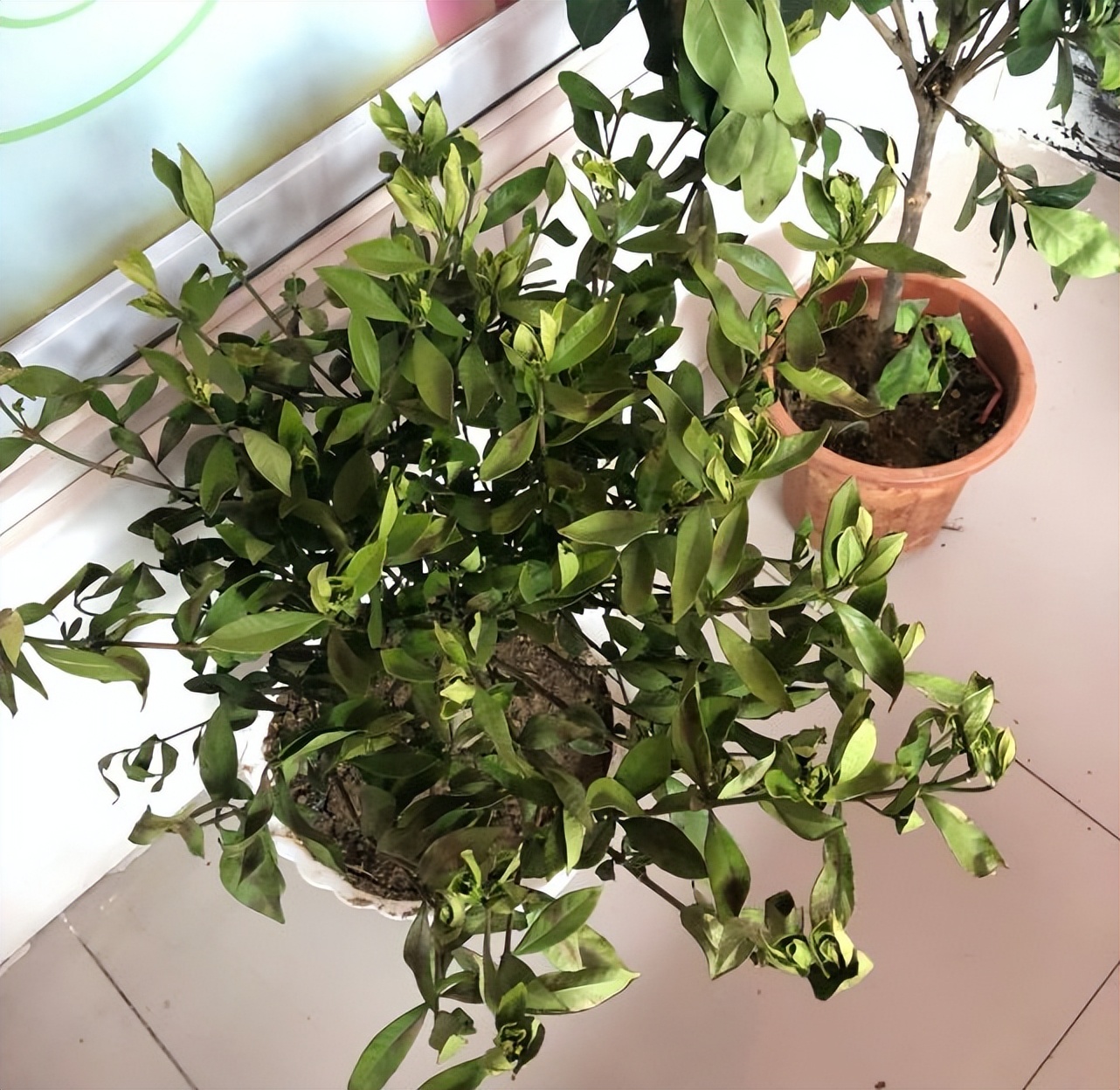 水培栀子花叶子发黑出油,怎样养好栀子花盆栽视频