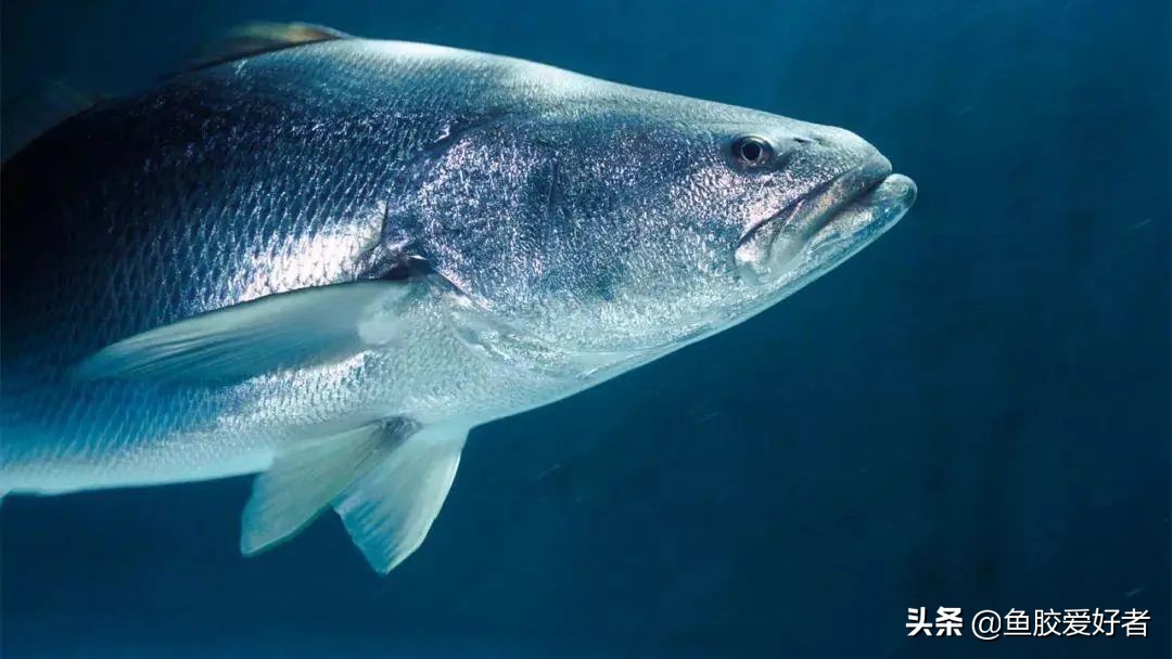 金钱鳘鱼胶行业中有鱼胶之王称号,最好的鳘鱼胶