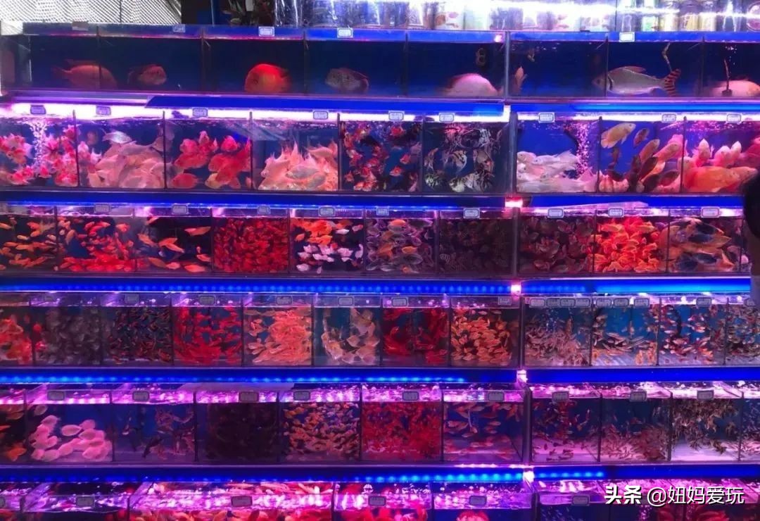 济南市市中区花鸟鱼虫市场在哪里,济南凤凰山花鸟鱼虫市场