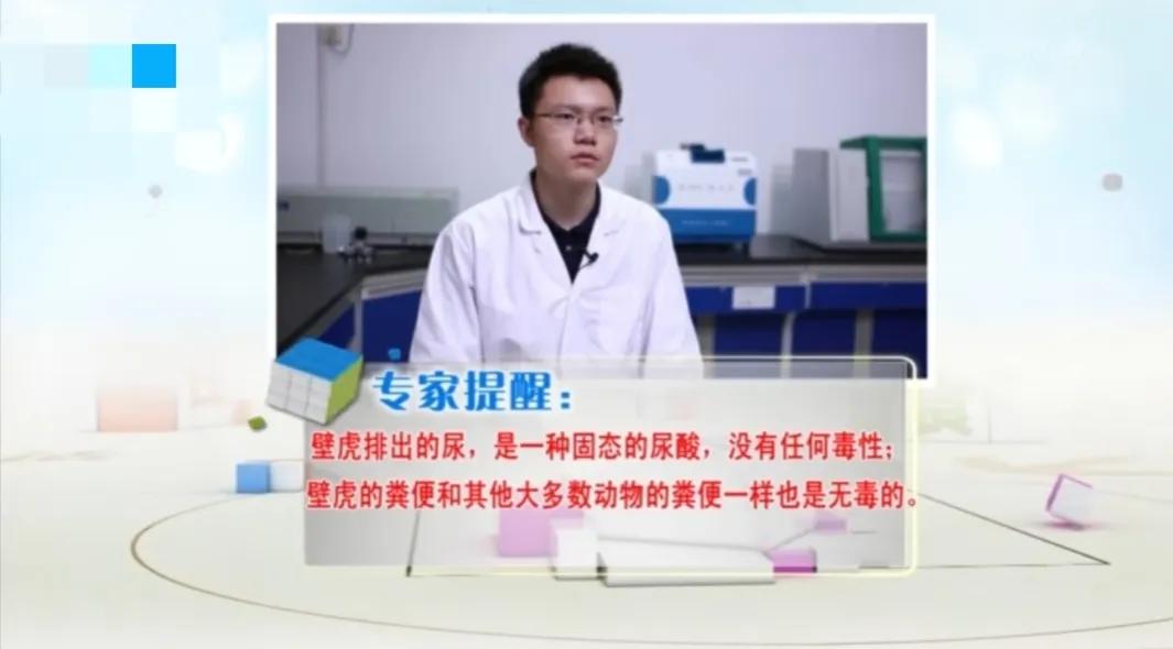 家里进了壁虎可以不理吗,家有壁虎需要留住吗