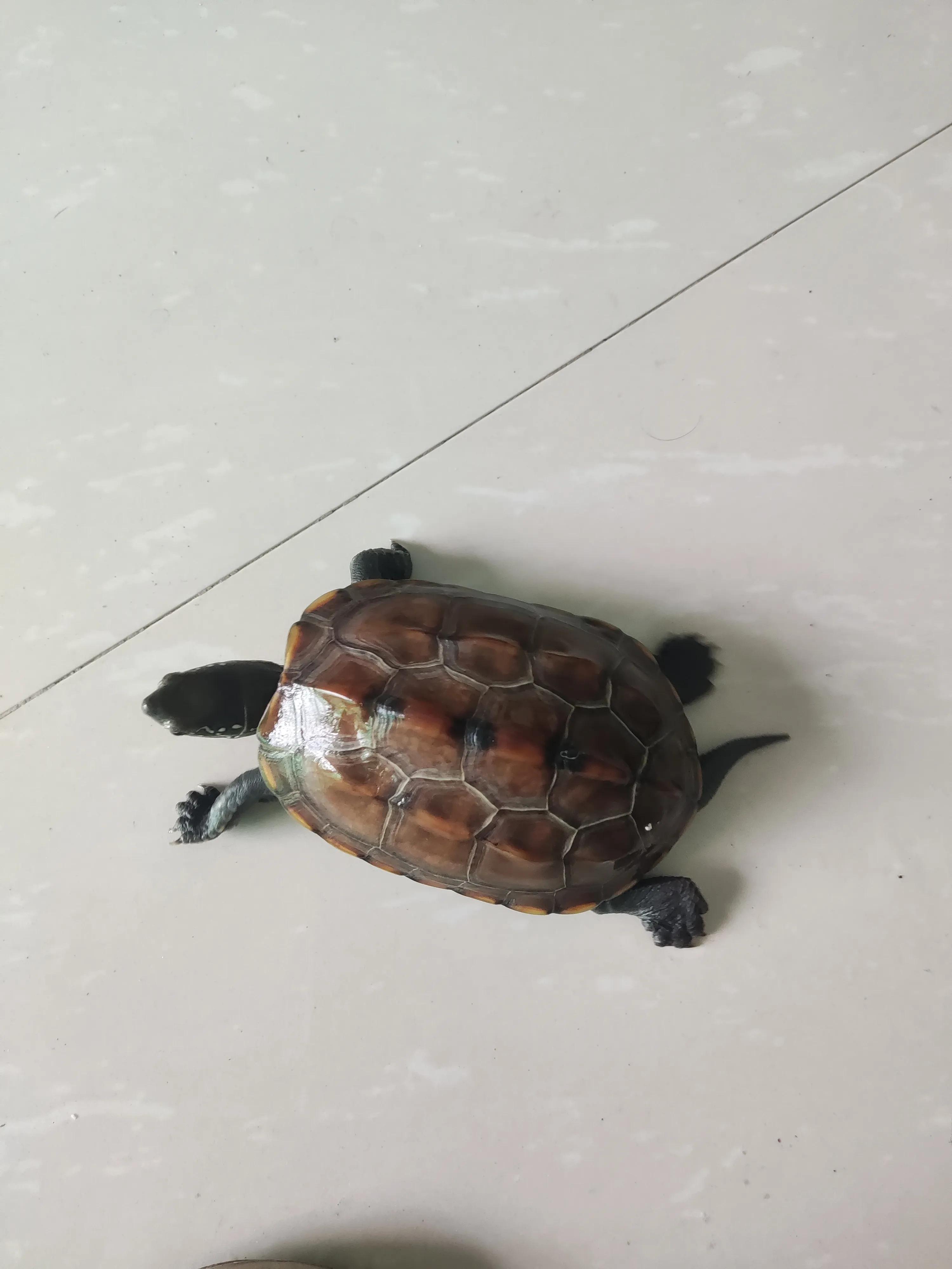 新手养草龟最全指南,如何饲养草龟全过程