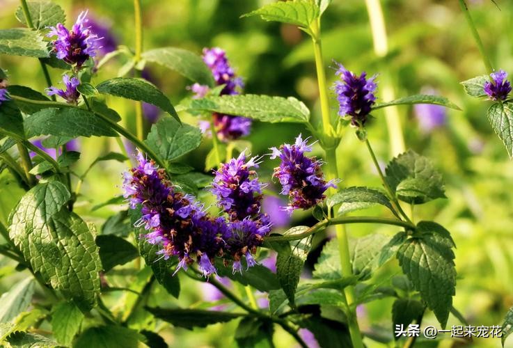 四季室内养什么花最好而且不死,适合家里养的5种花夜里释放氧气