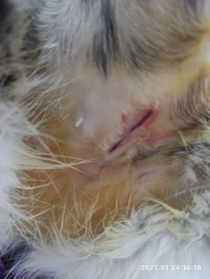 母猫绝育手术后需要注意事项,母猫绝育护理衣要穿多久