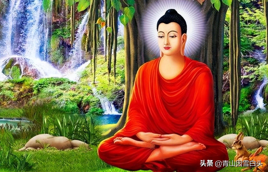 无忧花生长在哪里,无忧花与佛的联系