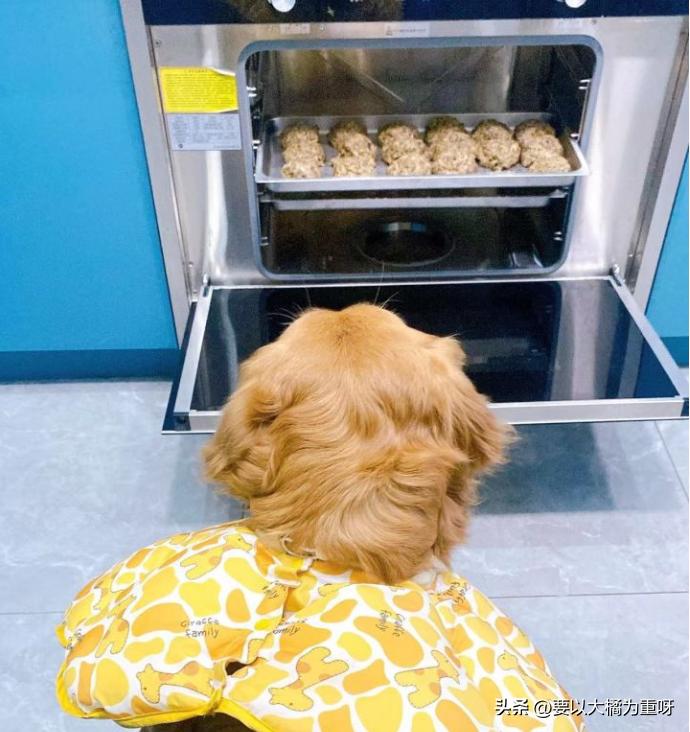 狗狗吃剩饭剩菜好还是吃狗粮好,狗喂剩菜饭好还是喂狗粮好