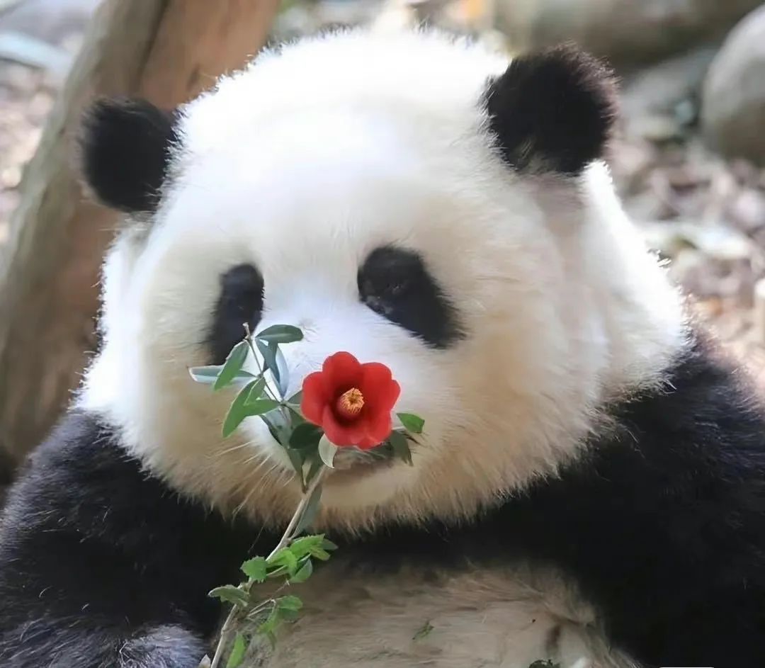 延期至7月30日截止！更多机会拿熊猫金币+万元现金大奖！