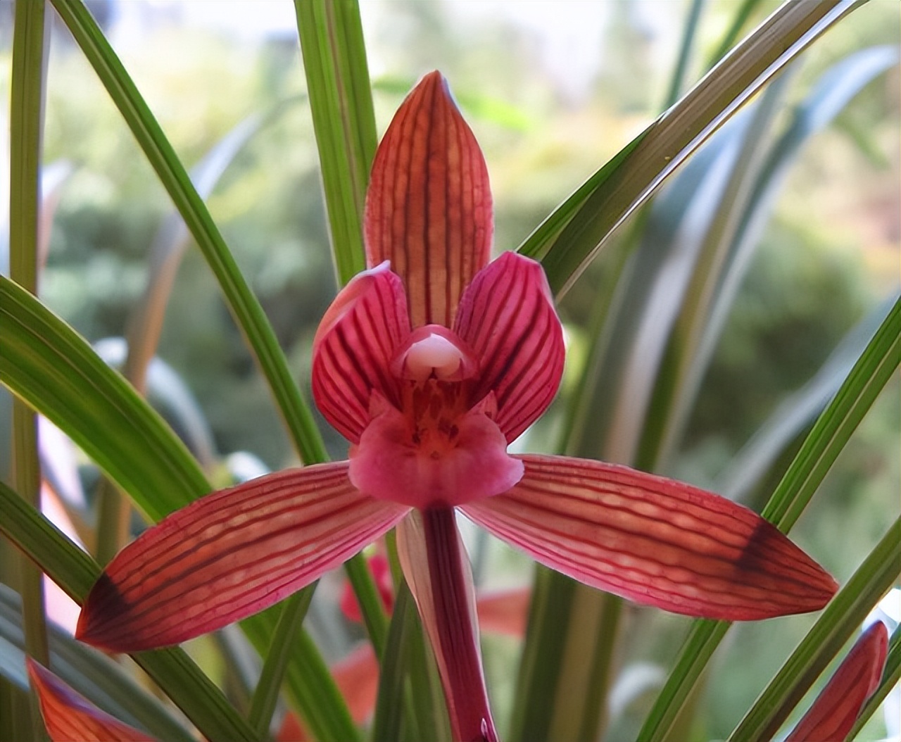 此兰是“云南色花之王”，珍品红素，兰香四溢，开花后仙气十足